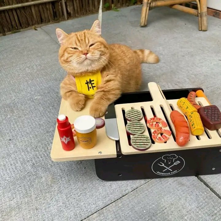 nocontextscats's tweet photo. What would u like to order, sir? https://t.co/2wIy8q3i8H