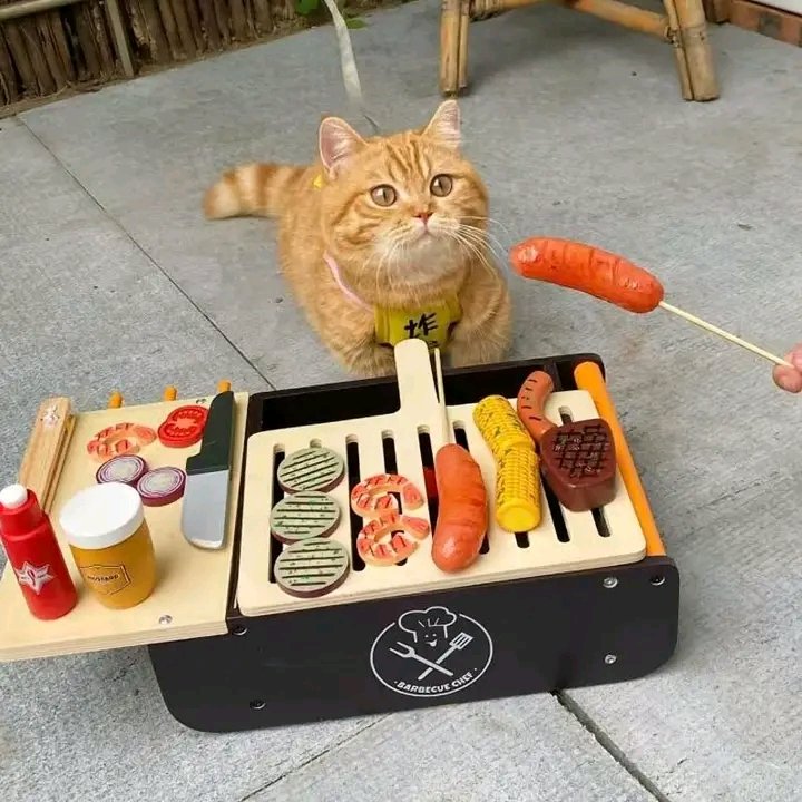 nocontextscats's tweet photo. What would u like to order, sir? https://t.co/2wIy8q3i8H