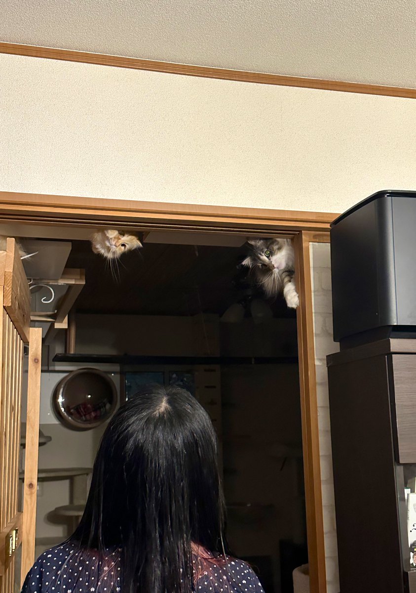 ビビりの妻が悲鳴をあげたので見に行ったら天井から猫生えまくってた。