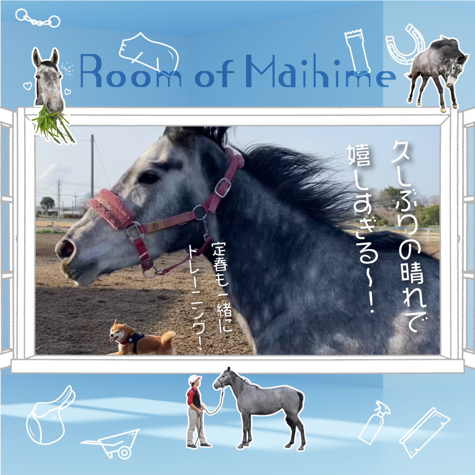 【新着🆕】

24時間365日生配信！「舞姫の部屋」配信中🐴📱

舞姫（3歳♀）のお部屋を生配信&日記を大公開！
今回は舞姫&柴犬・定春のトレーニング🐕🐎

舞姫の自主練に付き合ってくれる定春！でも元気が有り余りすぎて舞姫もタジタジ？🐴💦

#引退馬 #生配信

記事はこちら
loveuma.jp/post/maihime_2…