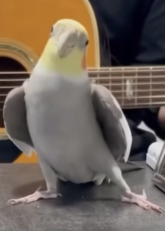 Tiktokでオカメインコの風太を見て以来、 数回に1回は、インコが出て