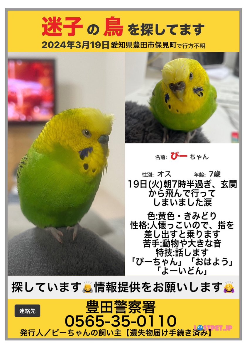 ppp39hapi's tweet photo. #拡散希望
たくさんの保護🏠や発見🐤の報告をXで見かけるたびに良かったと感じると共に、ぴーちゃん🐤で無かったことに一喜一憂しています😢同じ境遇にある皆様と一緒に頑張りながら、今日もぴーちゃん🐤を探していきます❗#迷い鳥 #愛知県 #豊田市 https://t.co/GcTFnusJwz