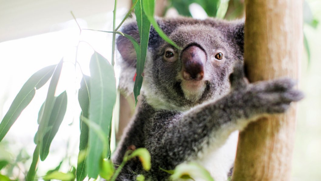 You may remember Ember, a young koala who managed to survive the catastrophic Black Summer bushfires, making global headlines in 2019-2020 and again in the following years when she was seen thriving in the wild with her own joeys. Today, together with our partners at Friends of…