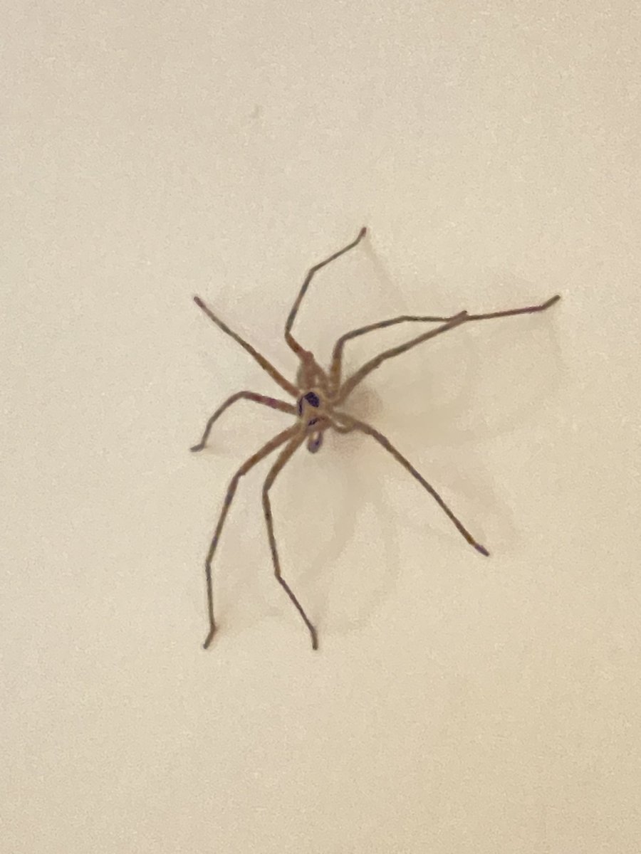 Ykha Amelz tweet media