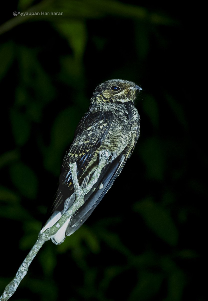 Andaman Nightjar Pic taken at Port Blair. #IndiAves #BBCWildlifePOTD #ThePhotoHour #SonyAlpha #natgeoindia #andamanendemics #BirdsSeenIn2024 @Britnatureguide
