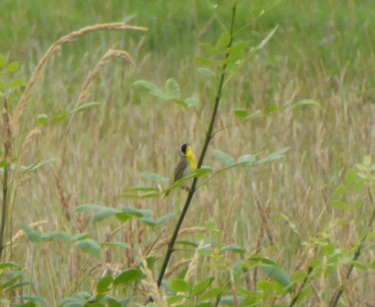 Common Yellowthroat making its 'Lookitme Lookitme Lookitme' call is your 9 o'clock photo.
Plentiful in the northwest in summer, but winters southern California to Panama.
10 July 2021