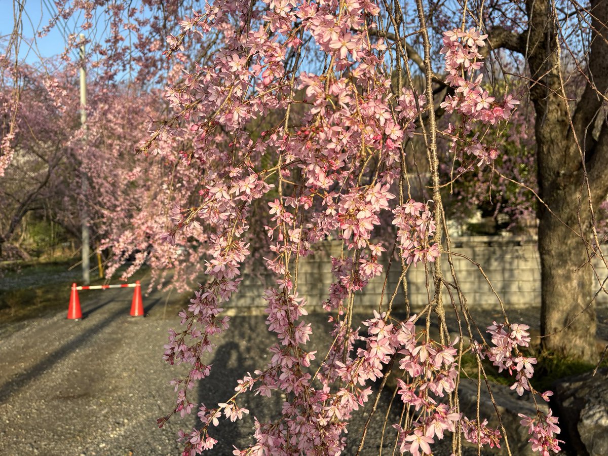 3月31日、栃木市大平町の長楽寺の枝垂れ桜を見てきました。朝の7時前だったので誰も見ている人がいませんでした。