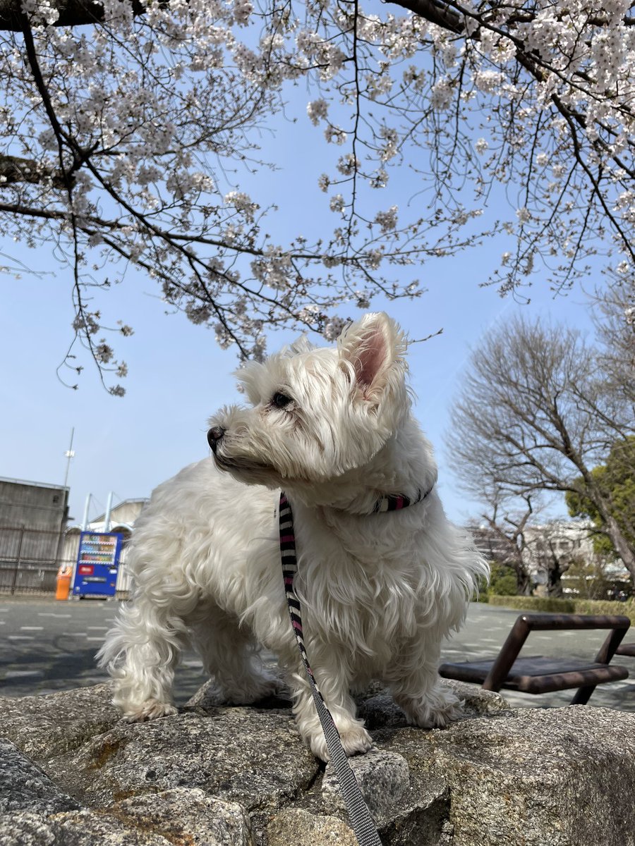 nasuke03's tweet image. さくら咲いた