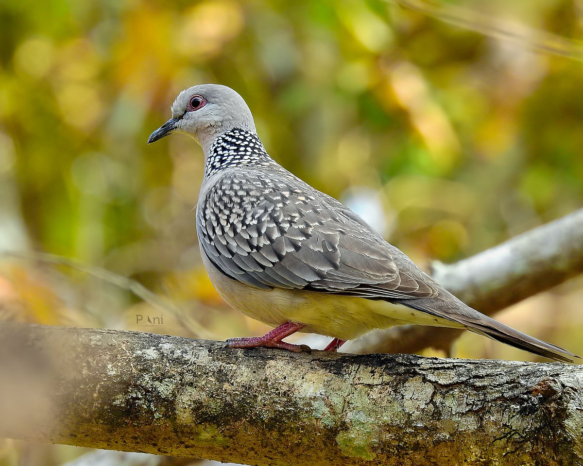 Spotted Dove They primarily feed on the ground, picking up seeds, grains, and fruits. They drink regularly and can be seen visiting water sources throughout the day. They have a rapid, powerful, and direct flight, but when leaving a perch to feed, they often glide down quietly