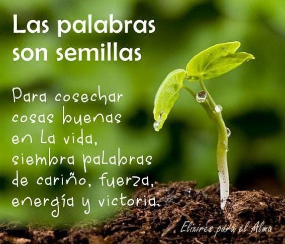 Planta semillas de: Felicidad, Esperanza, Éxito y Amor; Todo volverá en abundancia. Ésta es la ley de la naturaleza. ¡Que tengmos una linda Noche😉!