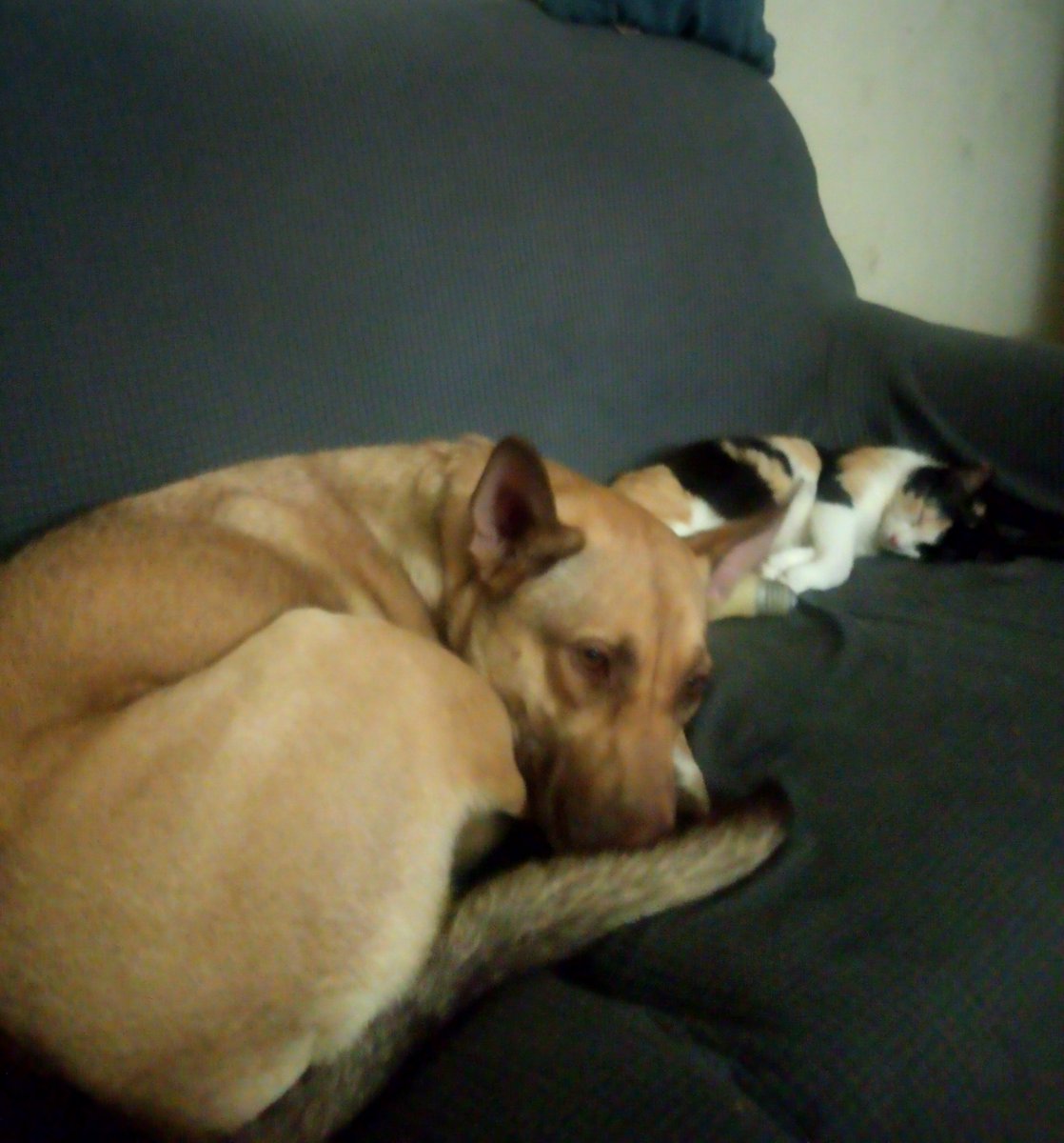 TemplodeAna's tweet photo. @twaniimals Mis chicas bellas 😍 https://t.co/tHOFPfpWgF