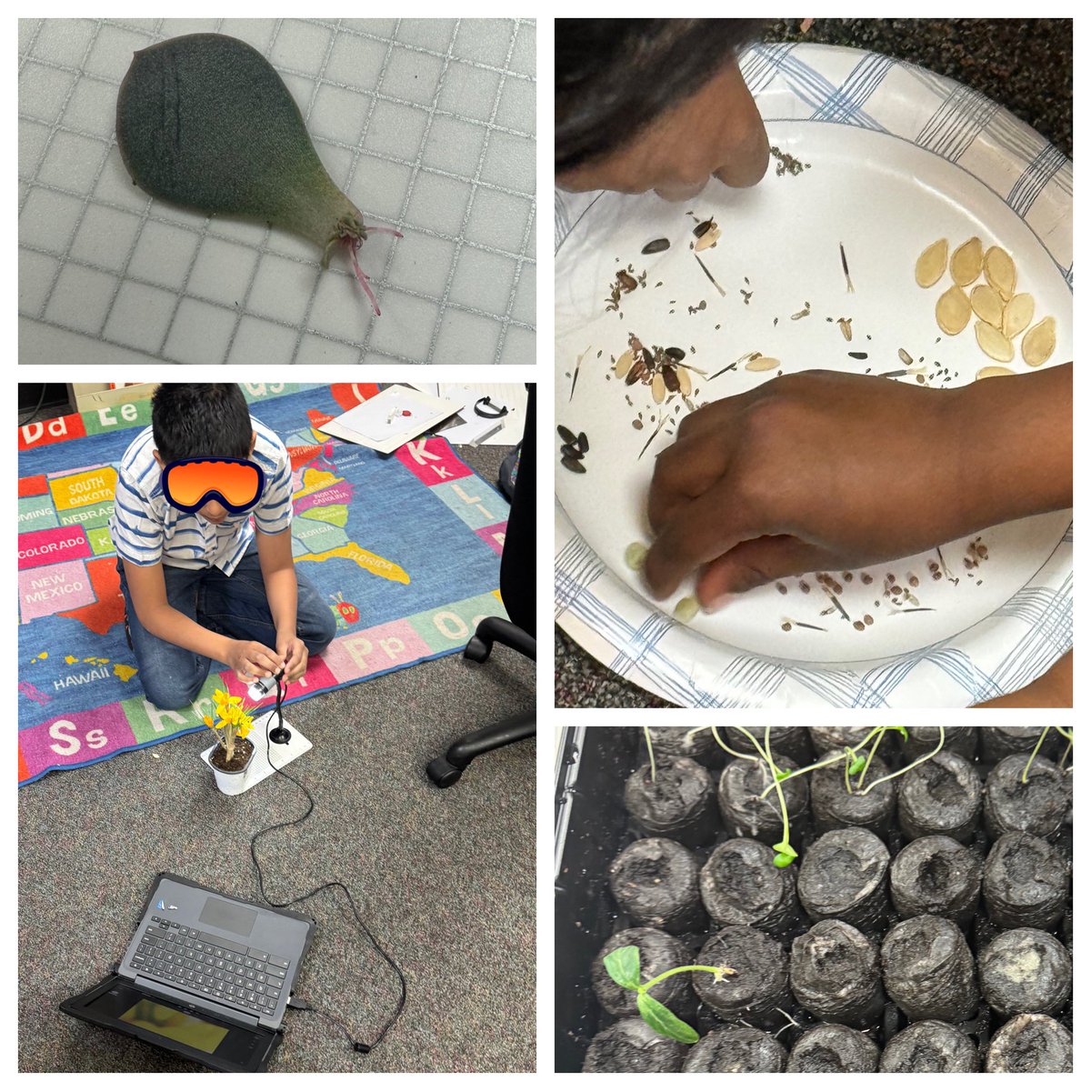 Day #1 of Spring Gardening Club (Monday Edition): We used @plugable microscopes to investigate seeds, succulent starts, daffodils, tulips, hyacinths, & crocuses on this rainy morning. 🌧️Then we planted cantaloupe, pea, marigold, & tomato seeds in peat pods. 🍅 🫛 🍈