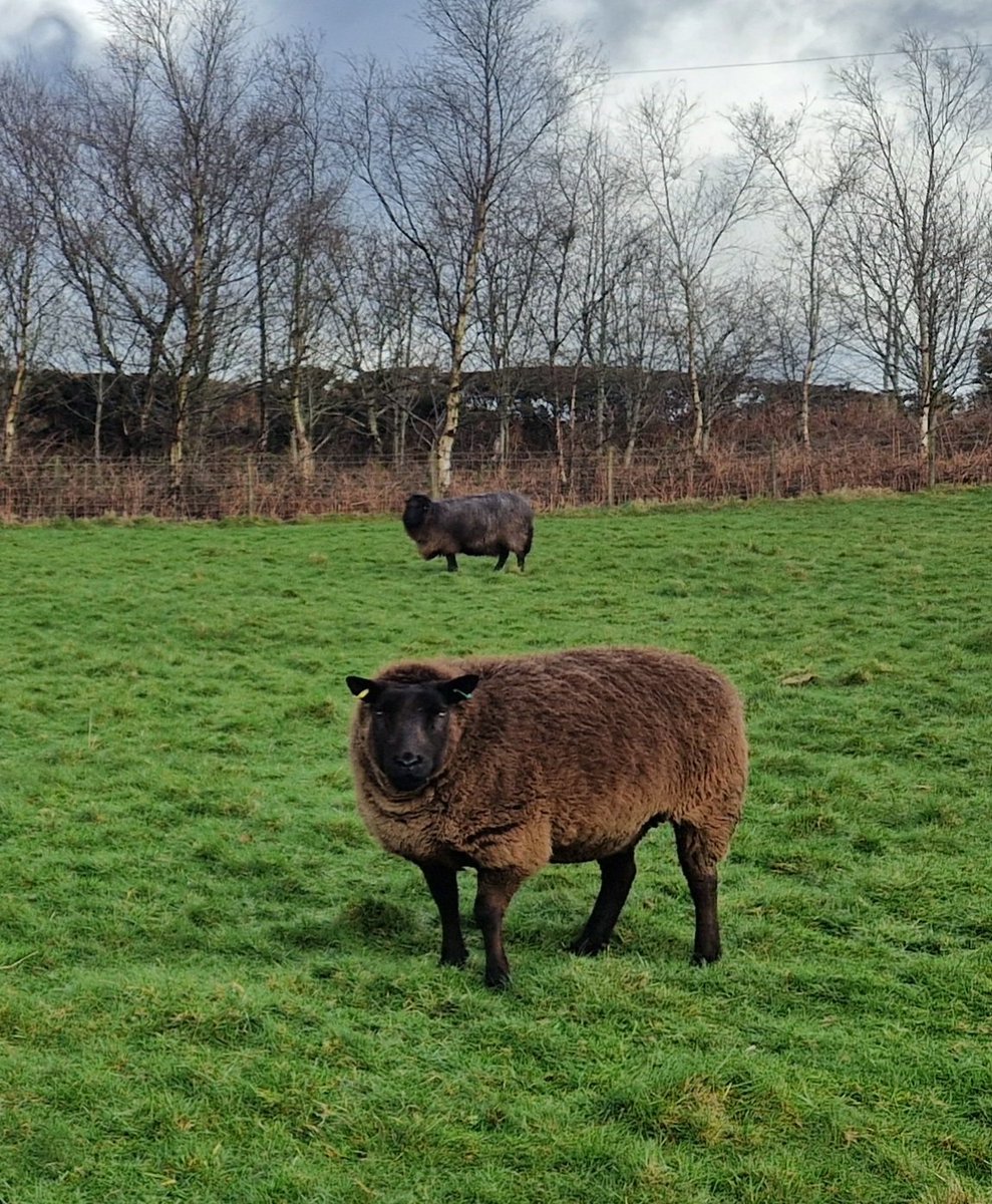 The skies may be grey but chunky monkey Lucinda certainly brightens the day 💖

#animalsanctuary #sheep365 #texelsheep #nonprofit #amazonwishlist #AnimalLovers #foreverhome #sponsorasheep 

woollypatchworksheepsanctuary.uk