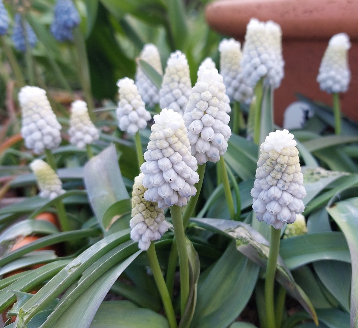 I think that this is the last of the Muscari here this year: 'Siberian Tiger'. Much cleaner white than I expected, and good leaves (except where the snails have eaten them!). #muscari #muscarisiberiantiger #containergardening #pots #peatfree