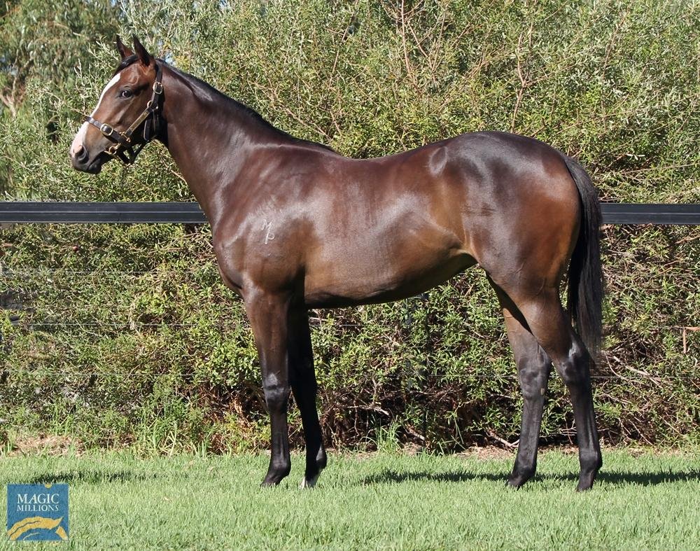 Impressive debut win from this smart daughter of @yarramanpark Hellbent. Limited shares remain in this stunning @mmsnippets filly by Hellbent out of stakes winning mare Happy Hippy purchased in partnership with @SMBloodstock freedman.com.au/horse-for-sale… ✉️jackson@freedman.com.au