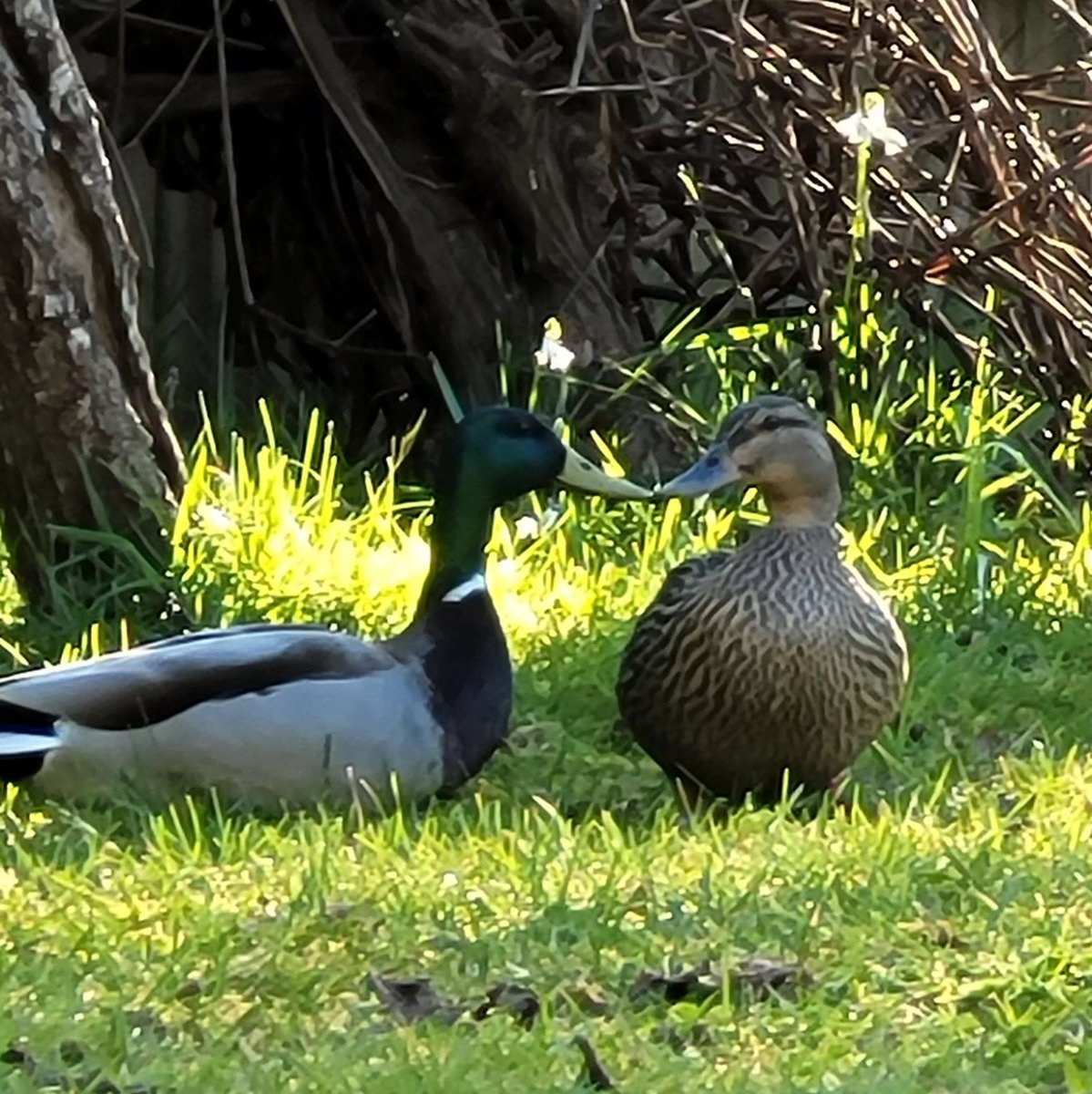 They're so adorable 😍
---
#oregonlife #oregoncoast #natuerlover #pnwlife #pnw #naturephotography #duckcouple #wildlife #oregonwildlife #ducks #oregonducks