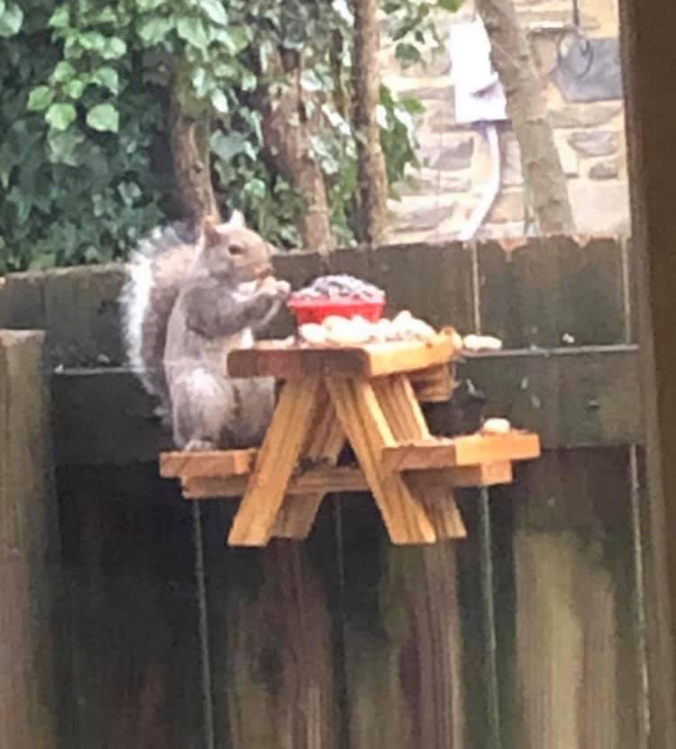 Cecil, the civilized squirrel