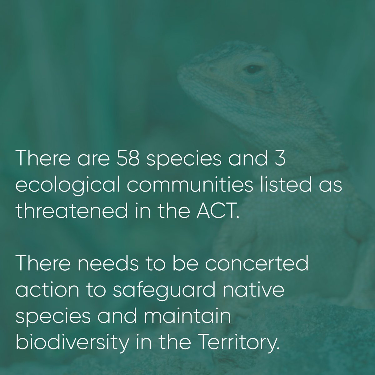Read the 2023 ACT State of the Environment Report to find out more about the need for concerted action to safeguard native species and maintain biodiversity in the ACT. Healthy biodiversity is essential to the natural world and fundamental to human life actsoe2023.com.au/themes/biodive…]
