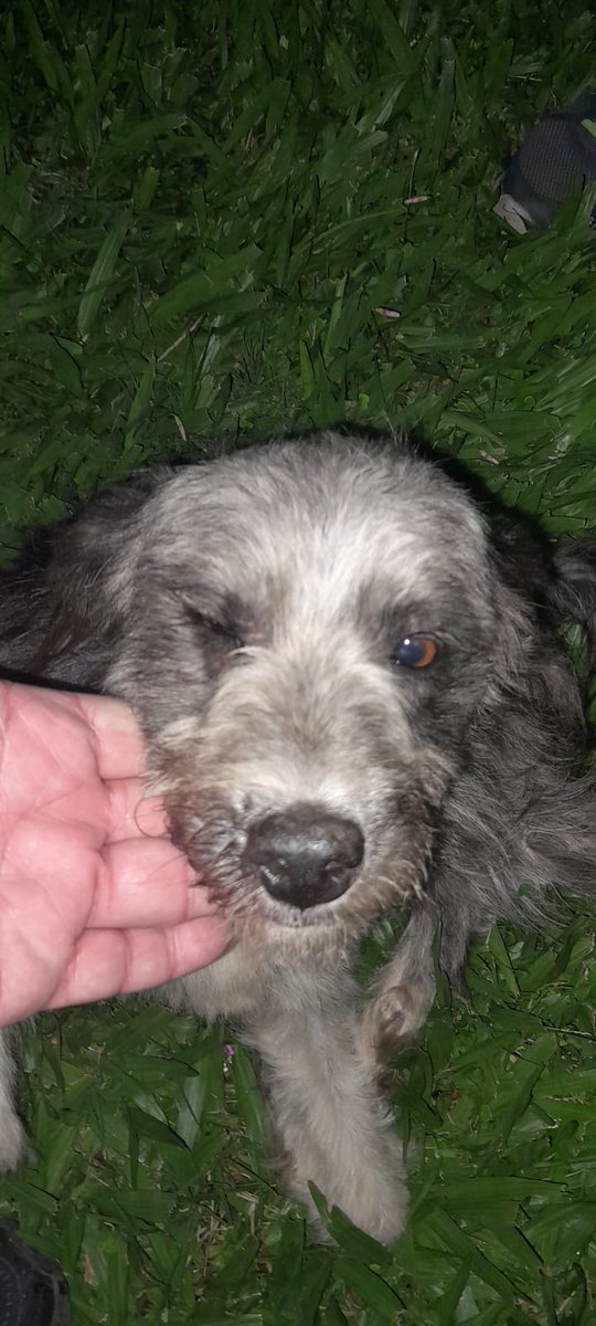 chatomartinez5's tweet photo. @LigaBichera La encontré perdida muy asustada y cansada en la calle Orleans esquina Máximo Tajes!!!! https://t.co/96TisqKFPm