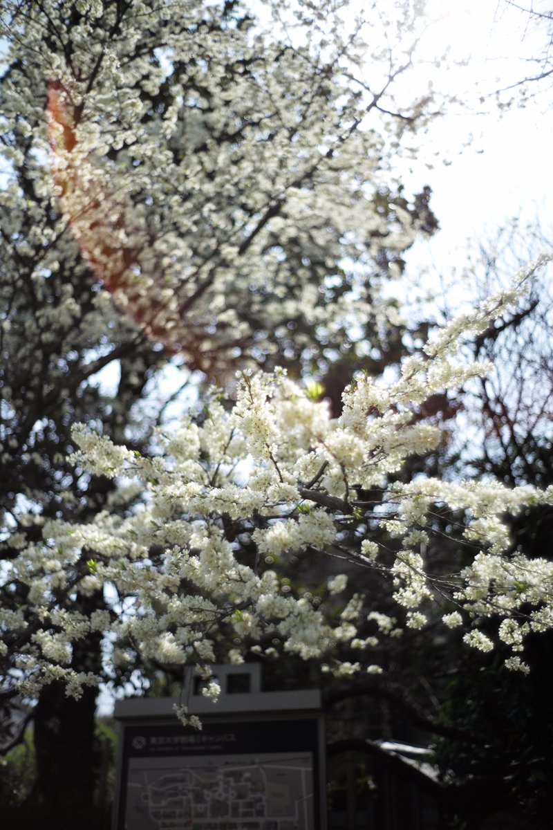 ChikyuEQ's tweet photo. 東京大学　駒場キャンパス
桜も咲き始め、新入生も受け入れ準備が整ってます🏫
サクラって日本人のココロと同じで特別な花ですね🌸

LEICA M typ240
Summilux-M 35mm f2.8 1/4000s ISO200 https://t.co/u68dwuAZmt