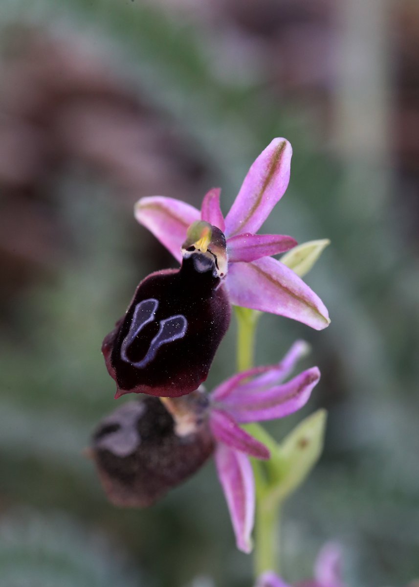 The beautiful child of Ophrys ferrum-equinum and Ophrys reinholdii, known as Ophrys x kalteiseniana. Our first hybrid bee orchid of the week, seen yesterday, but certainly not our last. We've some treats in store for our guests on our Orchids of Rhodes tour.