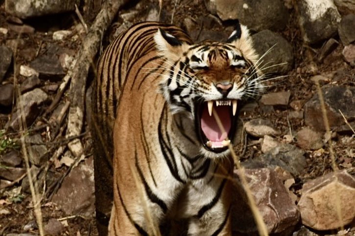 csdhara's tweet image. lazy weekends have me doing this… #Tigers #wildlifephotography