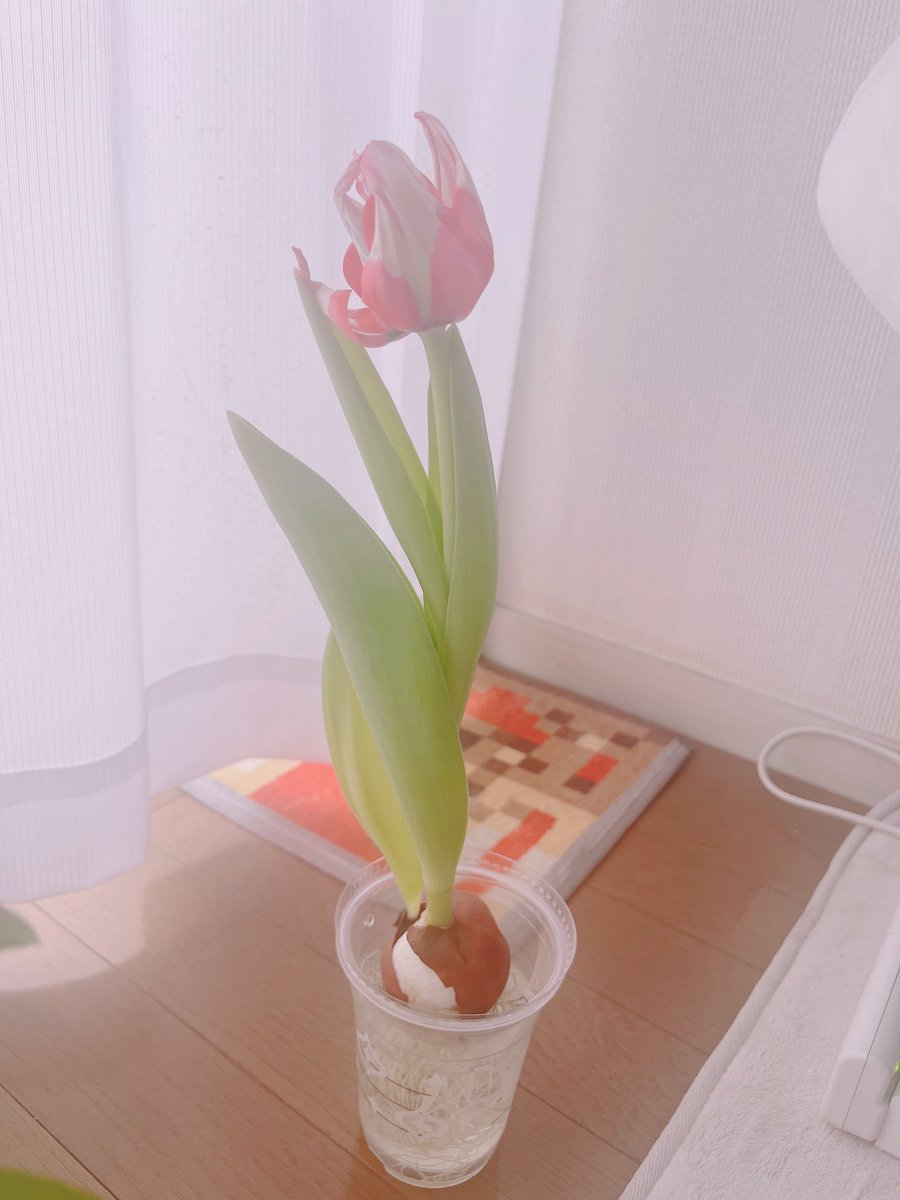 odmk_was's tweet photo. おやすみとおはようの間に🌷
ただいまの頃にどうなってるか
楽しみ楽しみ╰(*´︶`*)╯♡ https://t.co/vicFkvOion