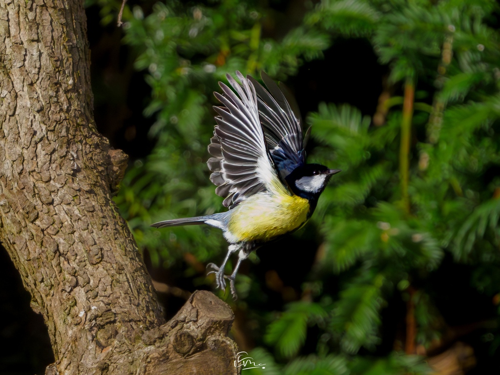 Great Tit in the garden

#ukbirds #rspb_love_nature #britishbirds #rspb #britishwildlife #bbccountryfilemagpotd #thebritishwildlife #birdphotography #ukwildlife  #birdspotting #birdnerd