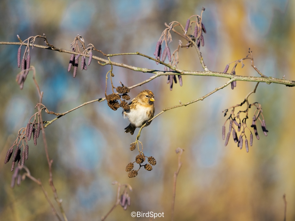 Redpoll in the Woodland walk at Wicken Fen

#birdsofinstagram #birdphotography #birds #birdwatching #bird #birdlovers #birdstagram #birding #bestbirdshots #birds_captures #nuts_about_birds #bird_brilliance #birds_adored #wildlifephotography