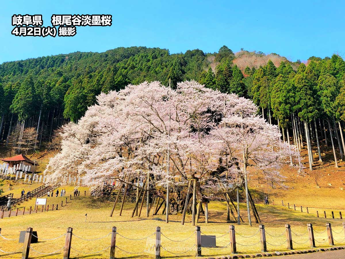 日本三大桜🌸根尾谷淡墨桜が見頃＞ 西日本や東日本では桜が満開となっ