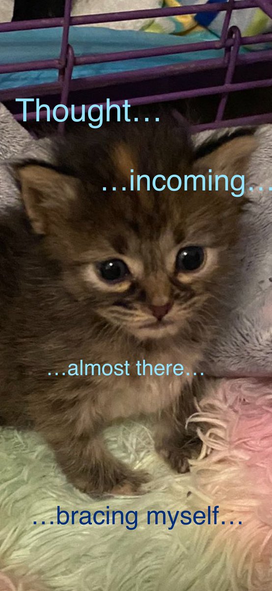 ferry_nesy's tweet image. 