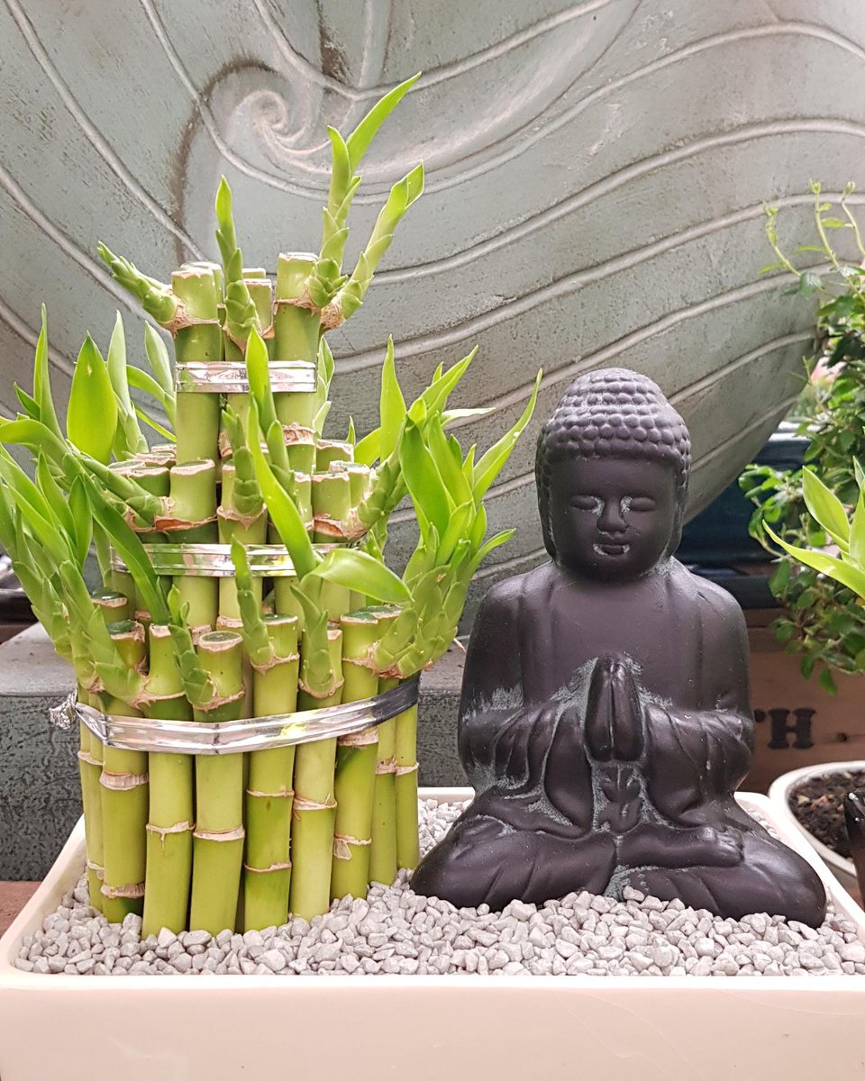 Who needs some Zen after this Easter weekend?

#Haskins #HaskinsHouseplants