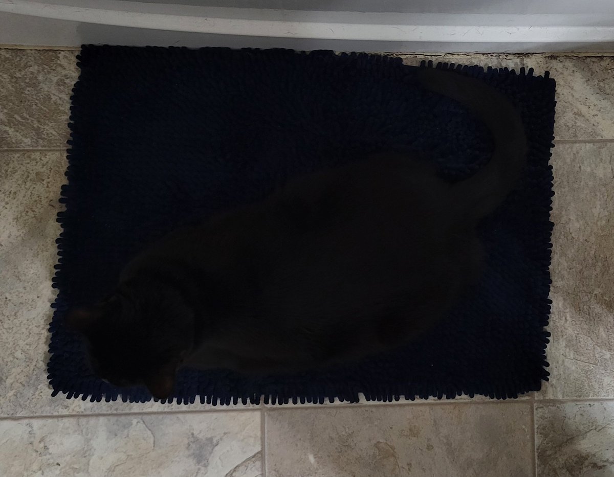 MoonieMinan's tweet photo. A terrible place for a cat https://t.co/c6bzFktkAf