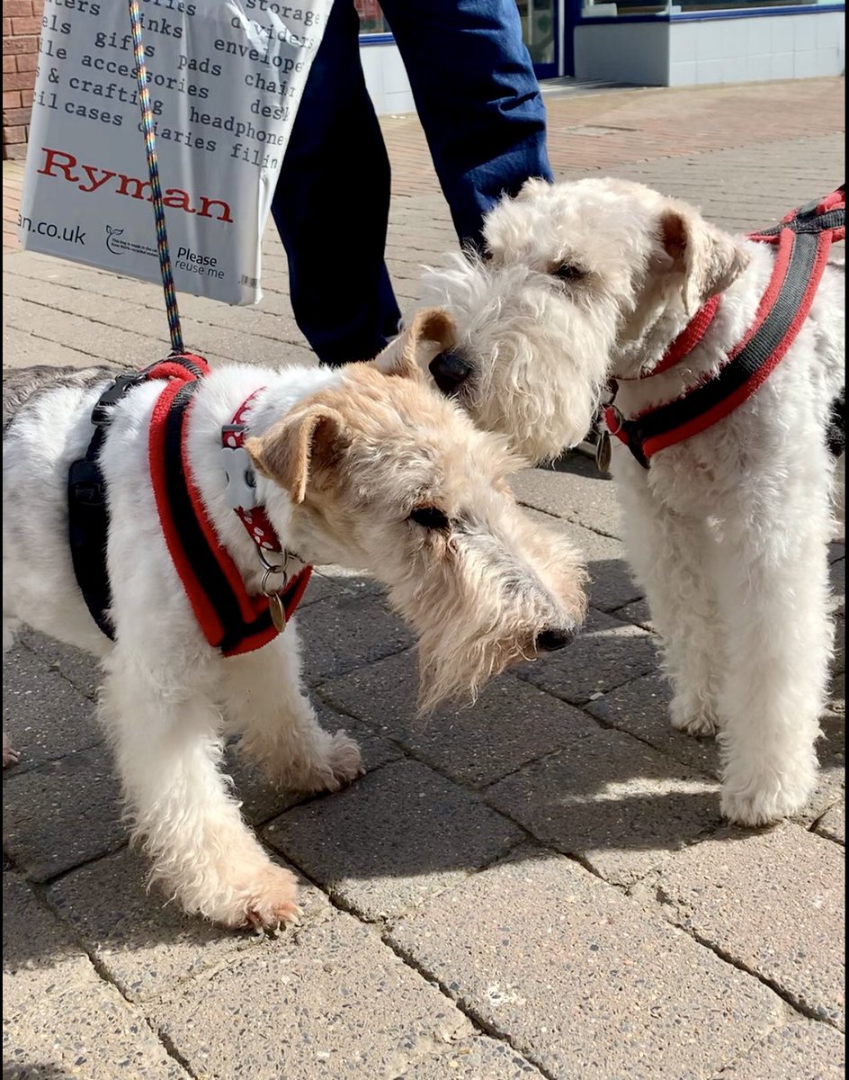 I met Baxter from Cheshire ….he was a gent at first and then he told me a rude joke 😄🐶