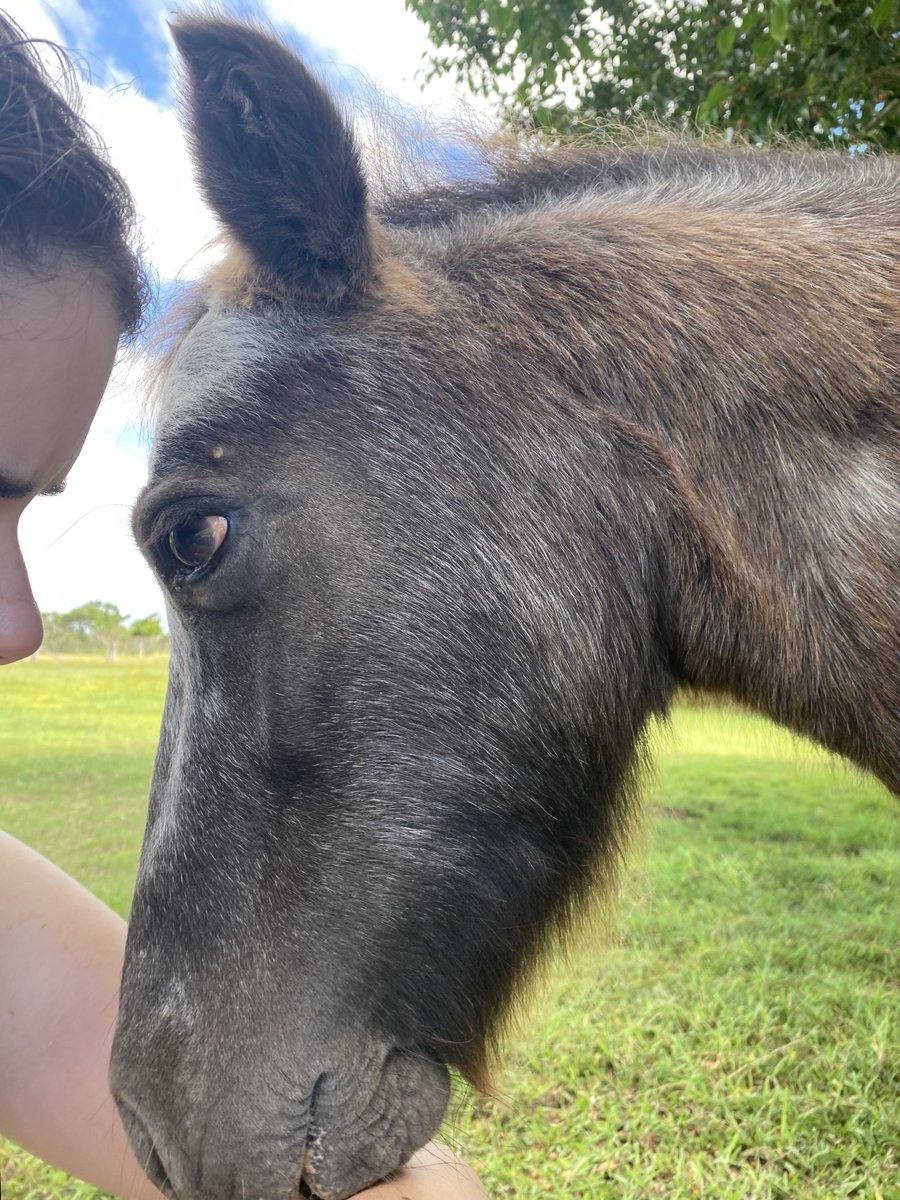 Piper 🥰💝🥰 #minihorse