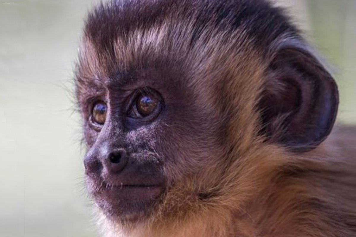 regionieambiente.it/effetto-esca/
Uno studio sui #cebi ha rilevato che l’#effettoesca (#decoy) grazie a una terza offerta aggiuntiva agisce sul #processodecisionale di queste #scimmie come tra gli esseri umani, offrendo spunti interessanti per comprendere l’origine evolutiva