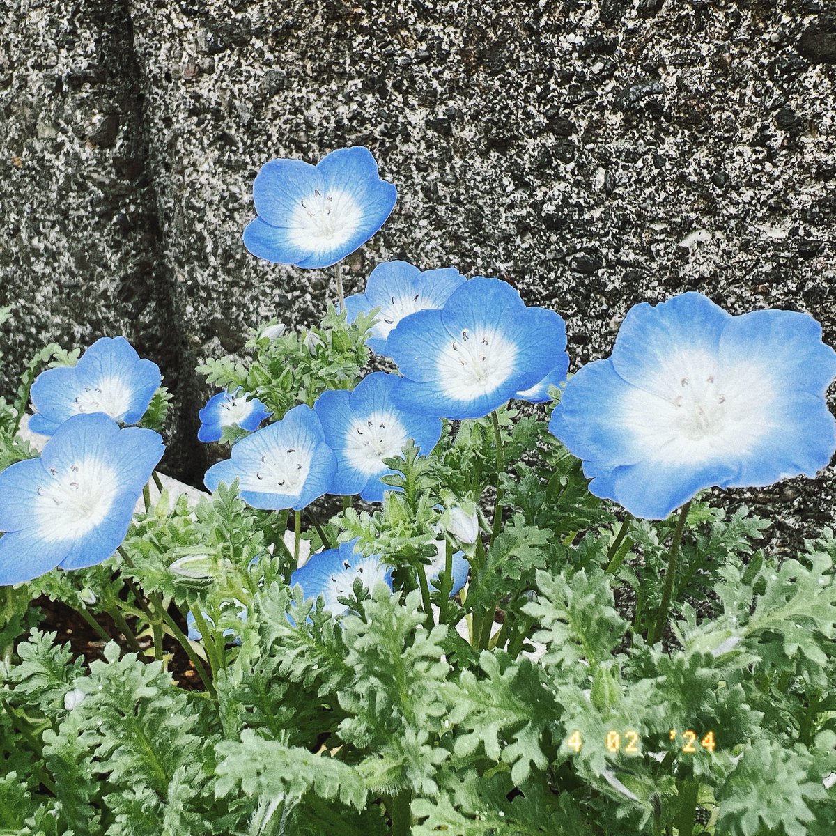 春を見つけると嬉しくなりますね！
こんにちは、新年度！
