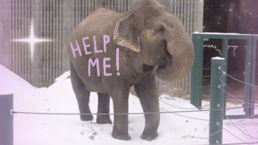 In sanctuary #Lucys autonomy would be protected. Her health & behaviour would all be monitored in a way not to compromise on her privacy. She’d get the space she needs the time she needs. This is one thing #Yegzoo can’t & won’t give her. Edmonton 🇨🇦is broke @kerentangyeg 🆓#LUCY