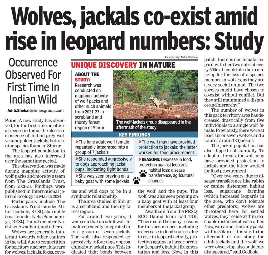 🗞️Times of India Pune - Wolves, jackals co-exist amid rise in leopard numbers: Study📝 Research paper published by @ESA_org thegrasslandstrust.org/post/tolerance… #wolves #jackals #leopard #study #researchpaper #wildlife #habitat #maharashtra #india #thegrasslandstrustindia #tgt