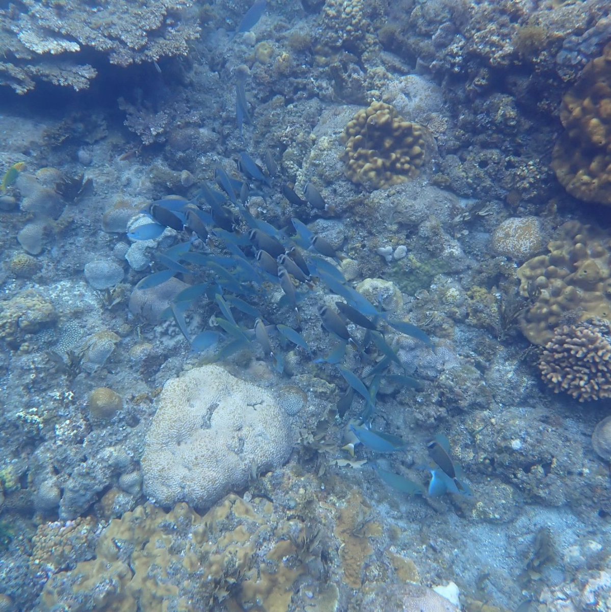 魚が一匹も釣れないから魚がいないんだと思って、試しに潜ってみたらこんな状況でした