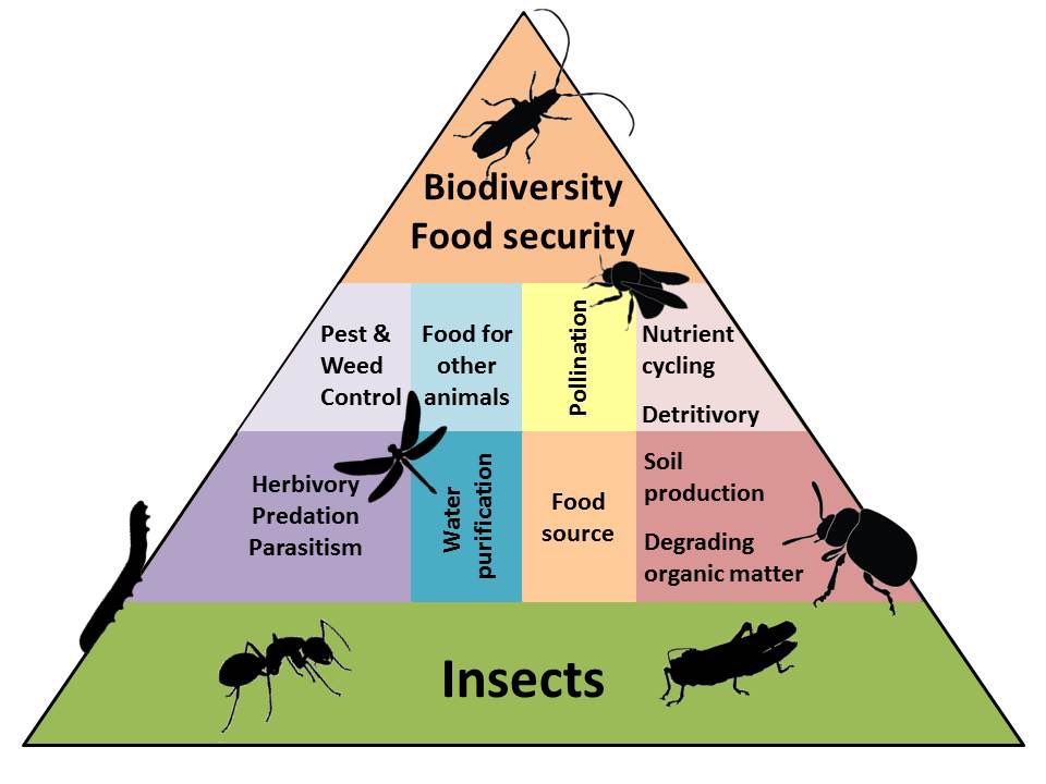 Insects & invertebrates are essential for preserving food ecosystems & security. Protected SSSI habitats are influenced by the quality of nature in the surrounding environment. Report on Insect Decline & UK Food Security publications.parliament.uk/pa/cm5804/cmse…