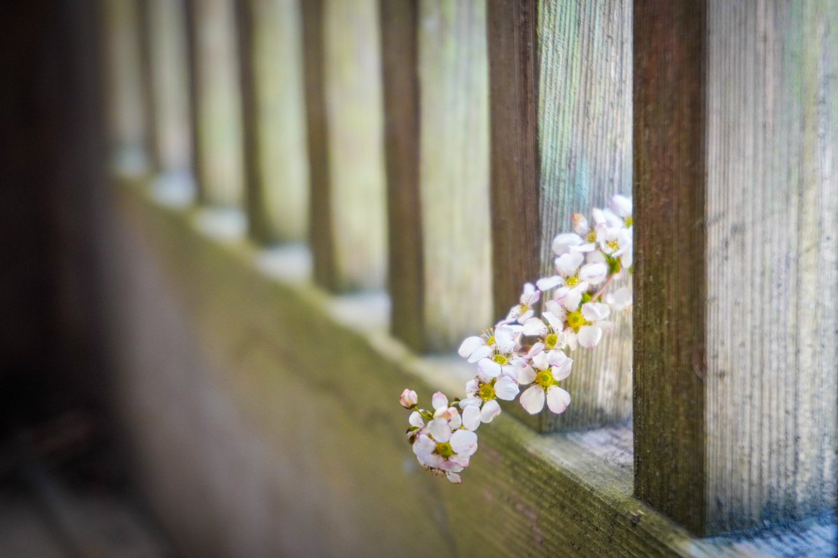 春を感じます🌸 日本は四季をしっかり感じれる環境が身近にあるのはいいですね😌 #海外生活 #日本 #春 #街歩き #香嵐渓