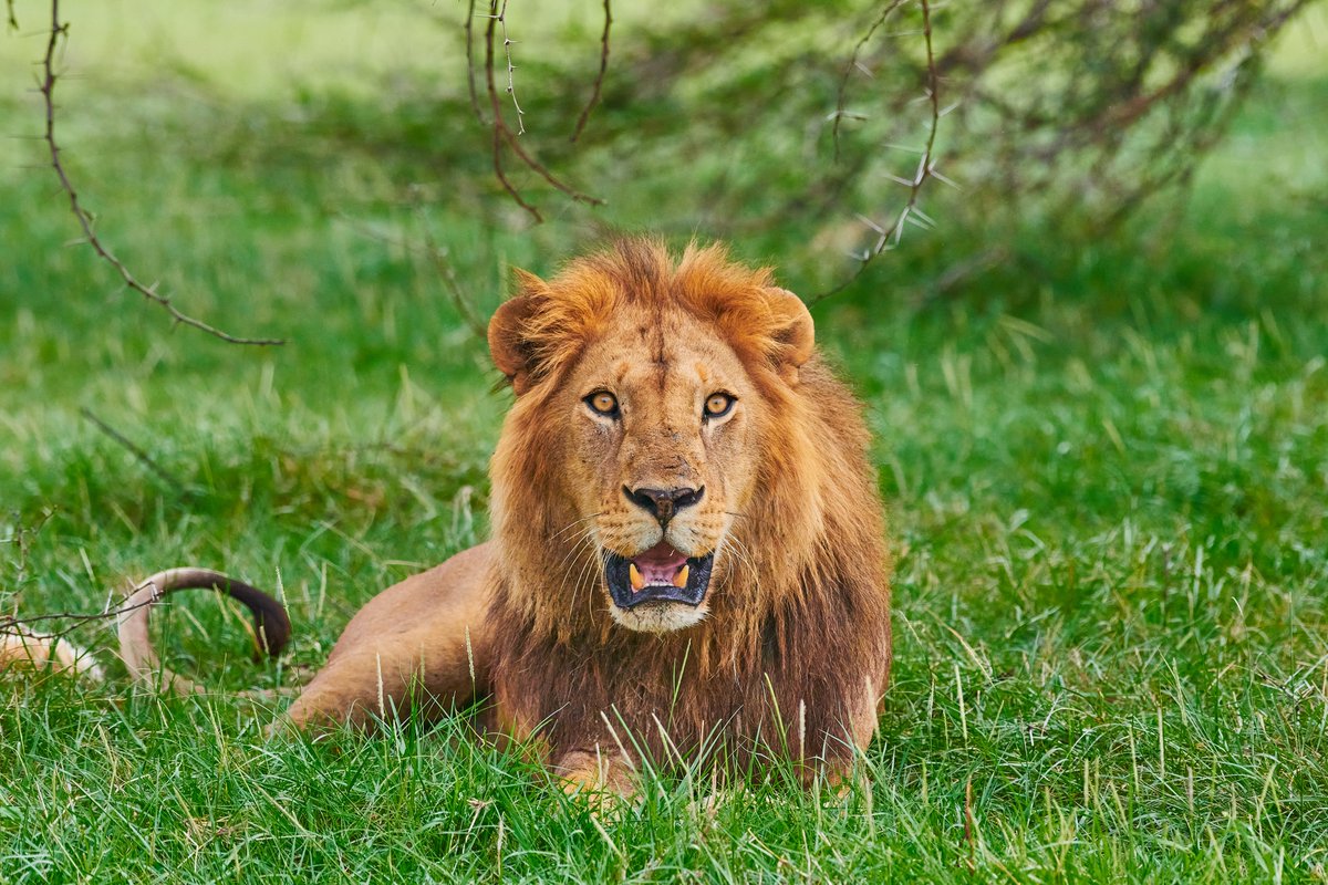 What a precious boy...! What a lion…! | Lake Manyara | Tanzania
Protected them at all cost
#earthcapture #lakemanyaranationalpark #animalsofafrica #lionsofafrica #manyaranationalplark #hipaae #intoafrica #animalconservation #bownaankamal #gamedrive #earthcaptures #lions…