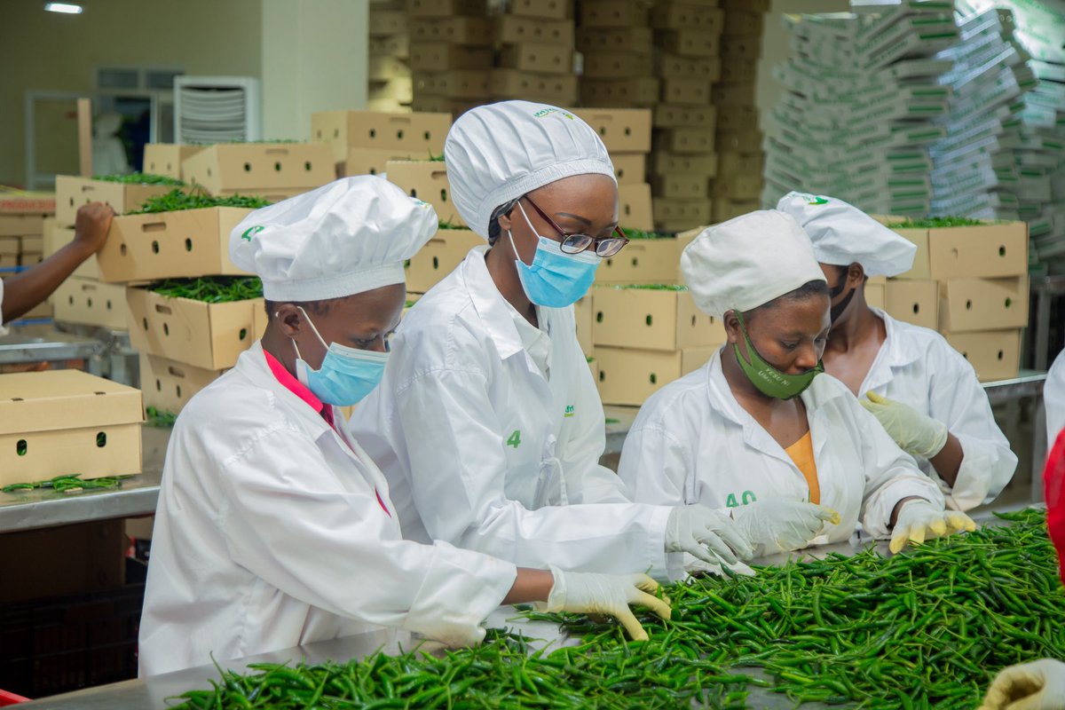 Sorting chilies for exportation involves thorough inspection to ensure compliance with #internationalmarket standards.🌶️🚛 This may encompass identifying defects such as bruises, cuts, mold, pest damage, irregular size, foreign material, chemical residues, and stem integrity.