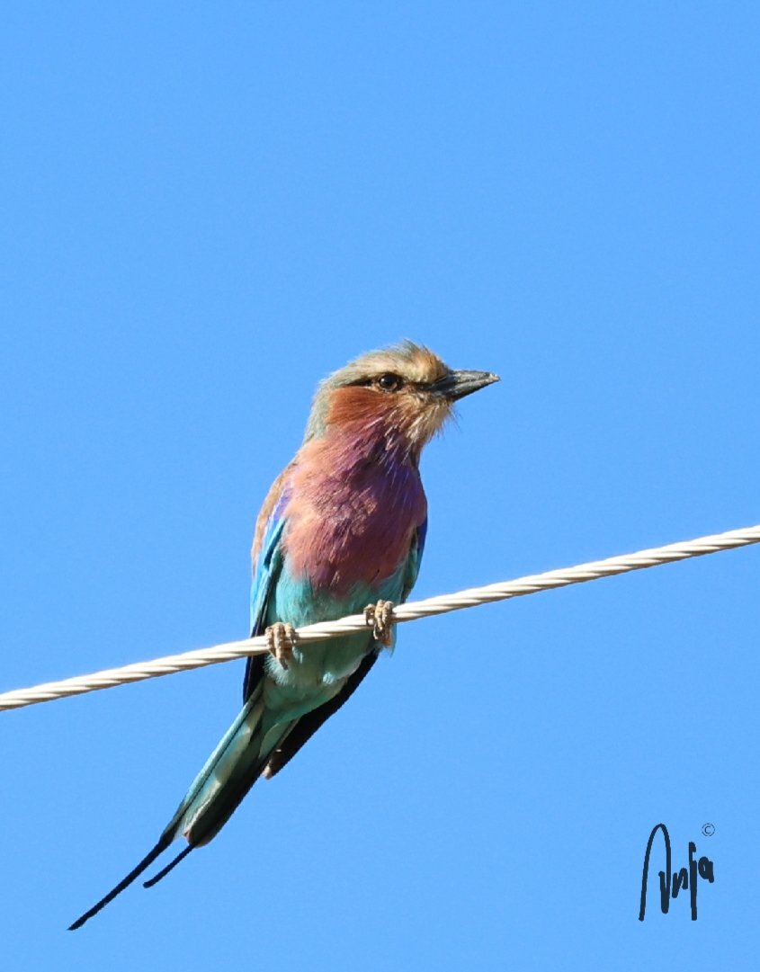 Lilacbreasted Roller One can never take enough pictures of this beautiful bird. #photography #nature #outdoors #birdwatching #BirdsSeenIn2024 #goedemorgen #Francistown #Botswana #Africa