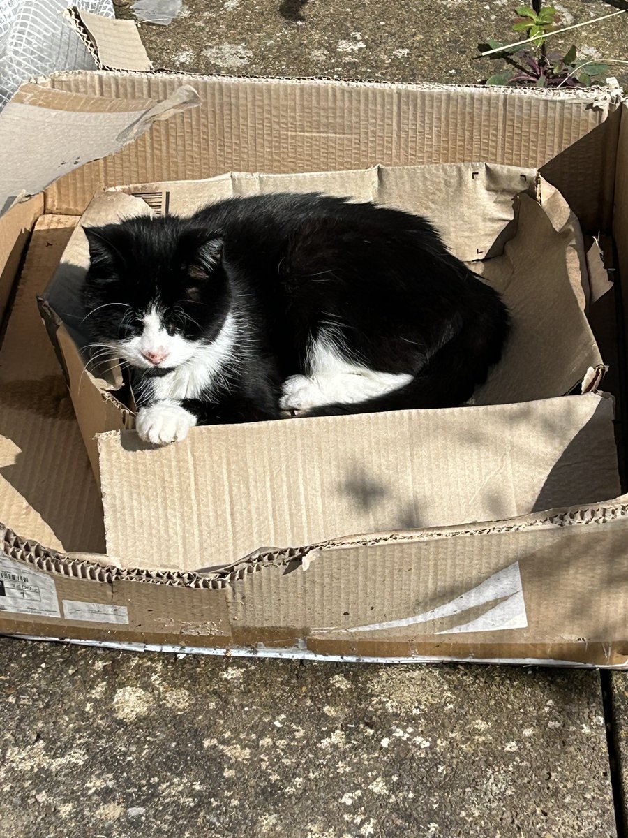 grumpy_cat18's tweet photo. Thoughtful of Humum to put this bed on the patio for me to soak up the sun and show off my tootsies on  #TootsieTuesday #CatsofTwittter #CatsofX ##AdoptDontShop https://t.co/cjgJBB1Rpy