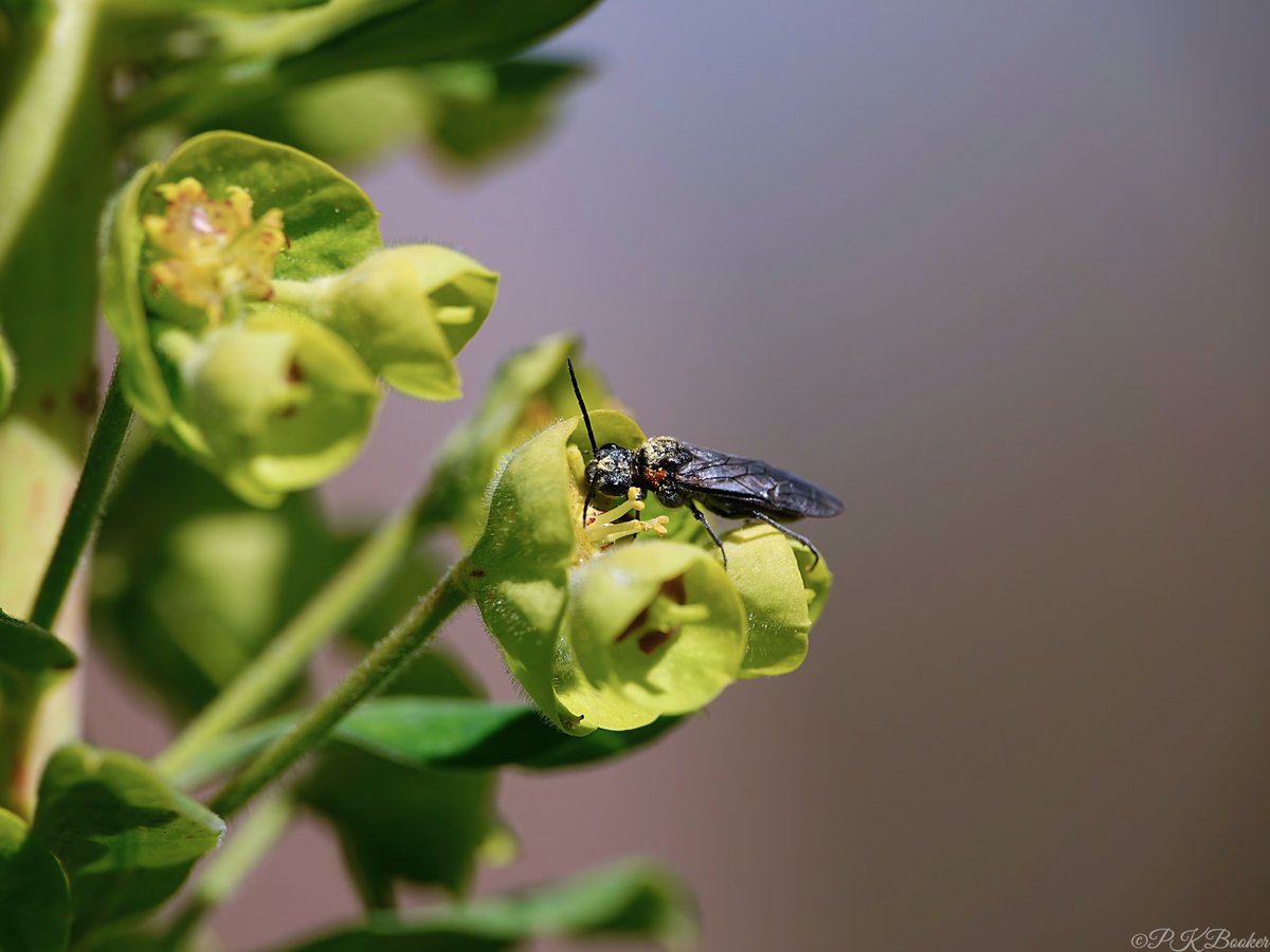 Sawfly 'Dolerus haematodes' (female) @btnhovewildlife @Kate_Bradbury @ECO21st @NearbyWild @graemelyons @SussexWildlife @wildlife_uk @InsectDiversity @insectpaparazzi @NatureUK @CoolBrighton @Global_Wildlife @PTES @BroadGavin @WildlifeComms @wild_helper @EcoRecording @SxBRC