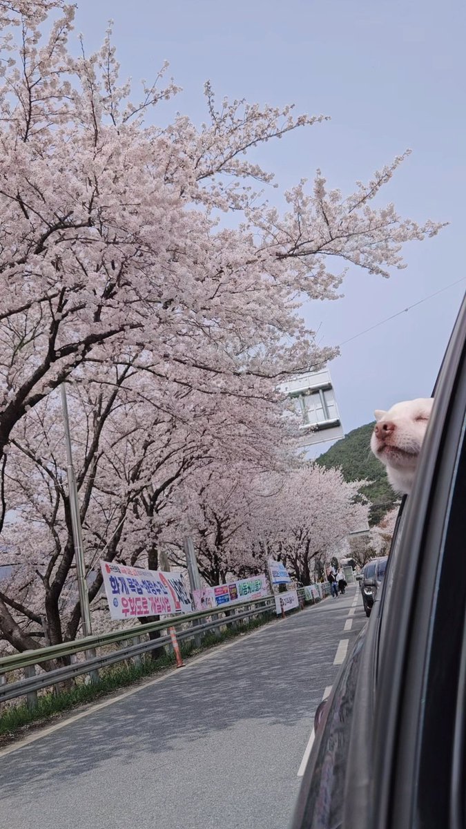 벚꽃..킁킁....