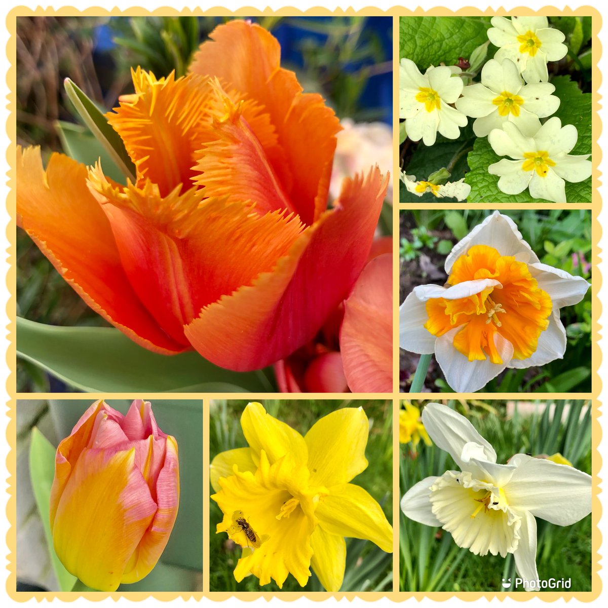 The Joy of Spring colour 🐣🧡💛#Spring #Colourful #Gardening #Flowers #TulipTuesday #MyGarden