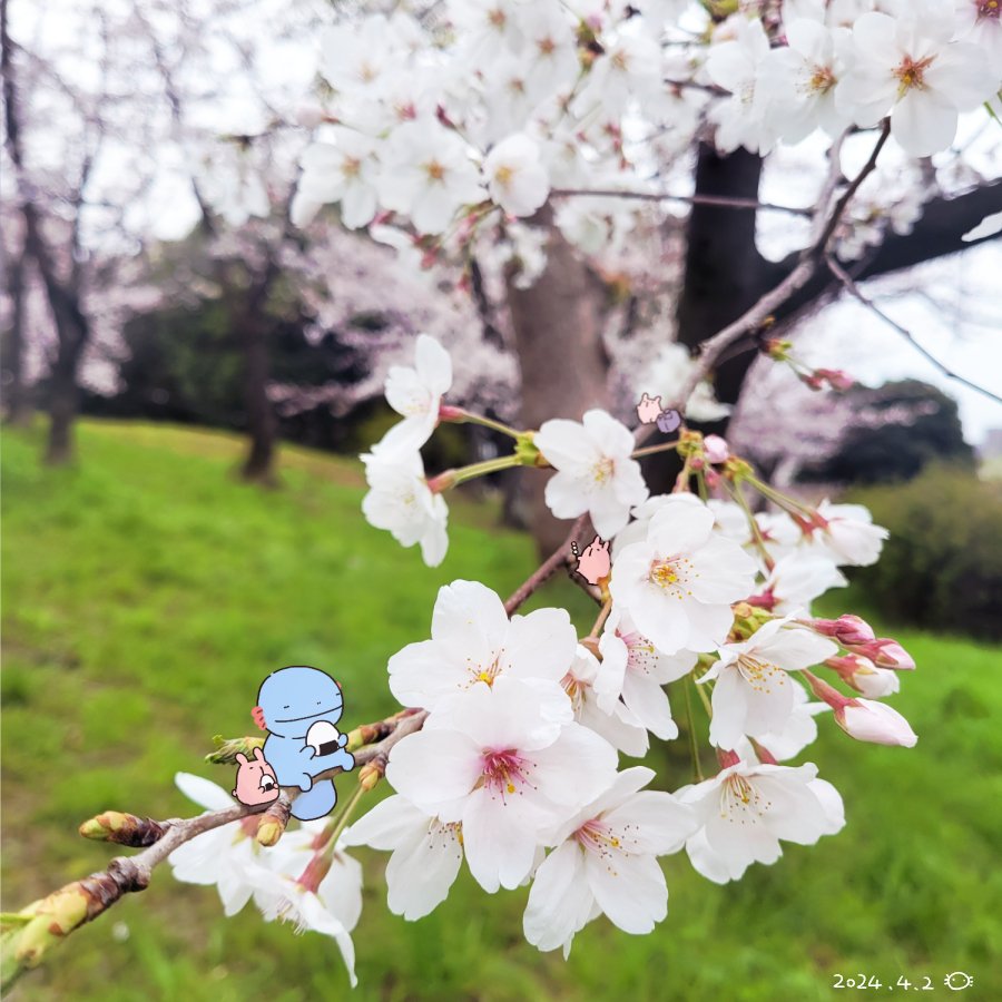 TaChiUPa's tweet photo. お花見会場　　
#たちうぱ 
#立つことを覚えたウーパールーパー 
#桜 https://t.co/JLUz0gGs00